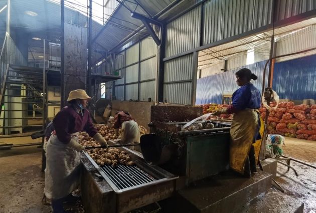 隆阳汉庄镇:小魔芋奏响乡村振兴“致富曲”