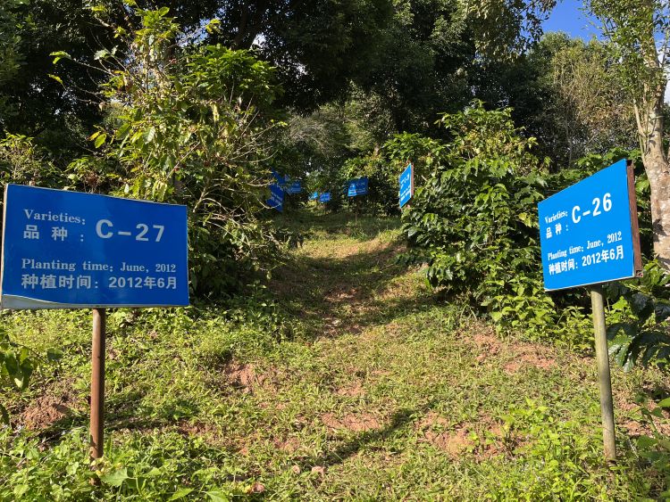 咖啡卖到500块,咖啡卖1800一杯