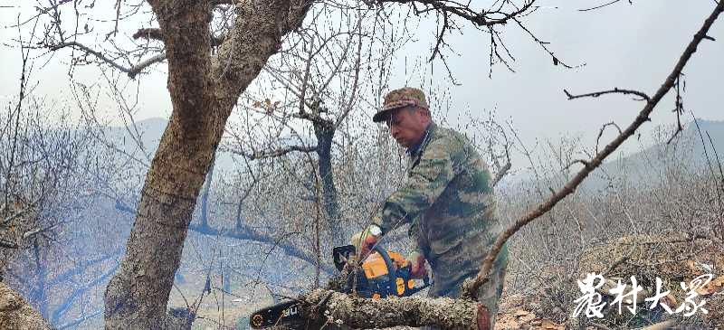老苹果树怎么处理,老苹果树咋样