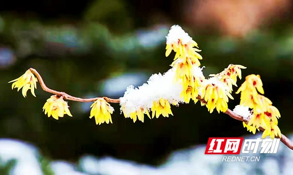 散文|翟非：诚者无欺