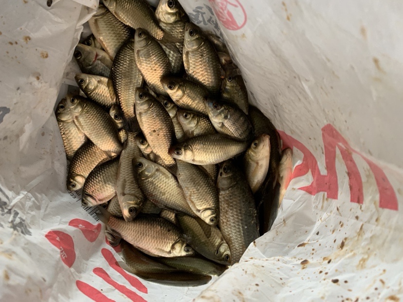 野钓鲫鱼爆护的最佳方法,冬季野钓鲫鱼小鱼闹窝严重怎么办