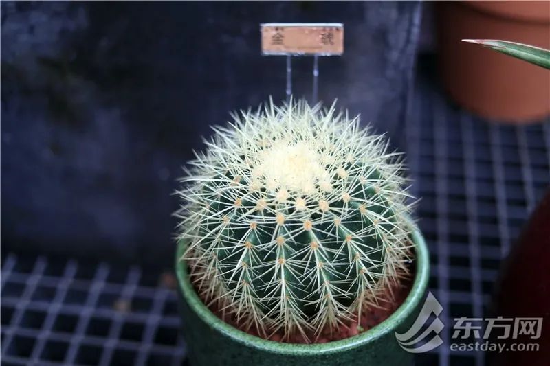 短叶虎尾兰的独特特征,金边虎尾兰百合科虎尾兰属植物