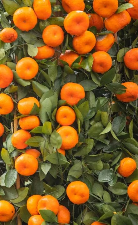 武汉新年福利,武汉人的福利