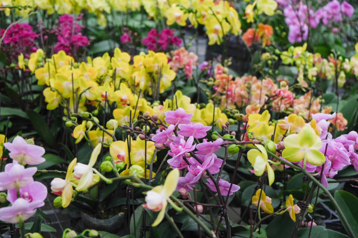 年销五六十万株，你家中摆的蝴蝶兰可能来自杭州这里！来小时晒元宵，送你年宵花