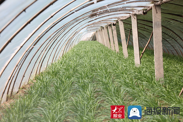 小韭菜致富之路,小韭菜成了致富菜