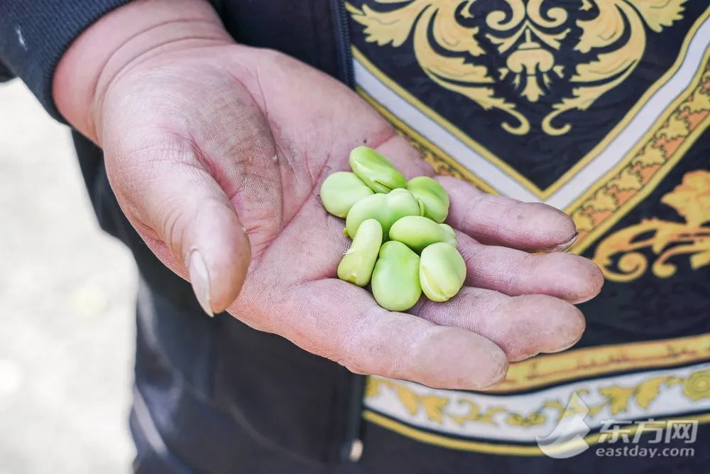 上海江桥蔬菜批发市场有确诊的吗,上海江桥蔬菜批发市场小米椒价格