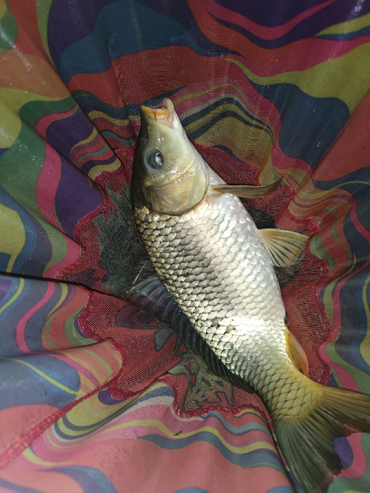 初春夜钓鳊鱼钓底还是钓浮,初春海竿夜钓