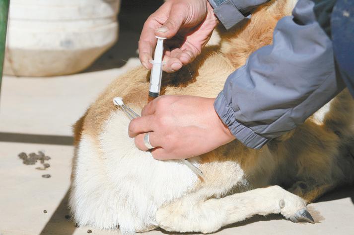 吴永林甘肃,吴永林红安