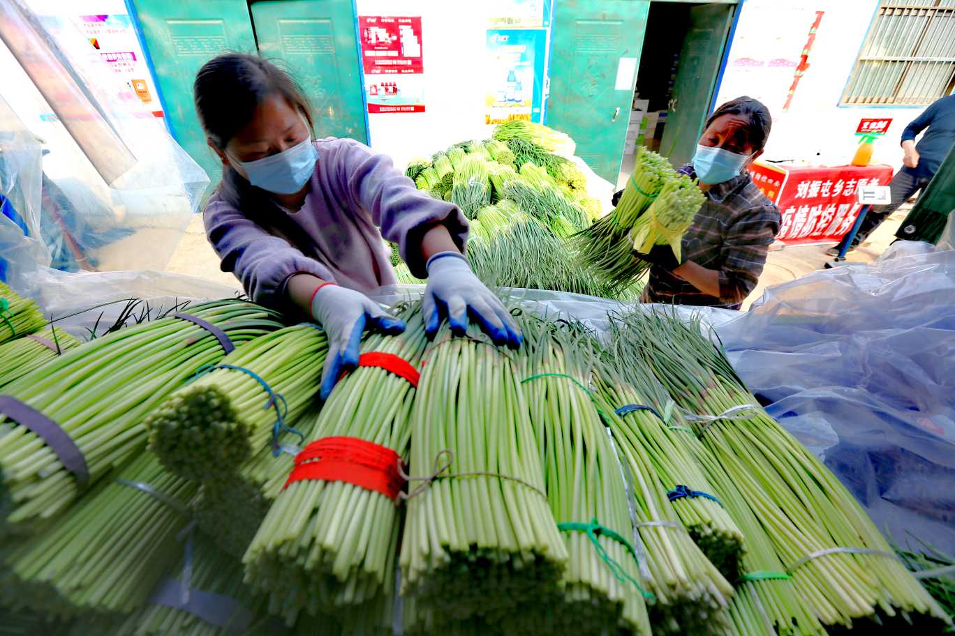 还没采摘便有销路！疫情防控下，周口淮阳蒜薹何以脱销