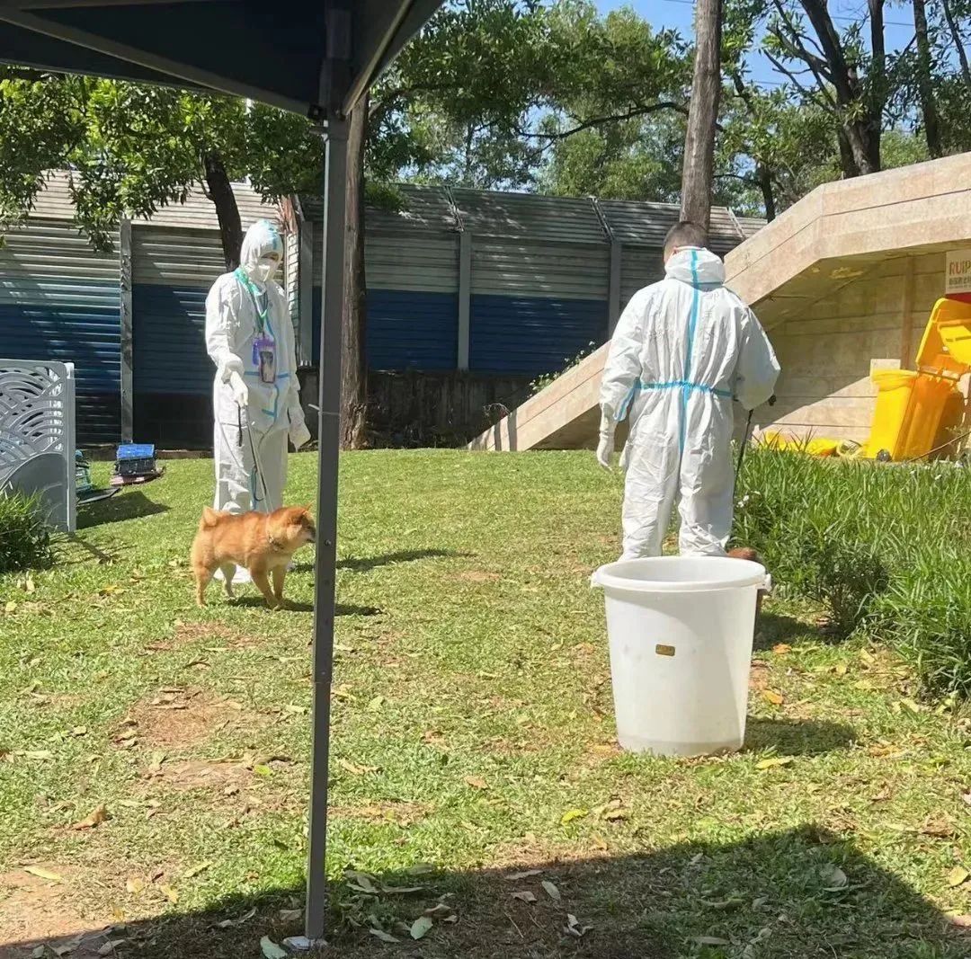 宠物方舱,宠物方舱真相在哪