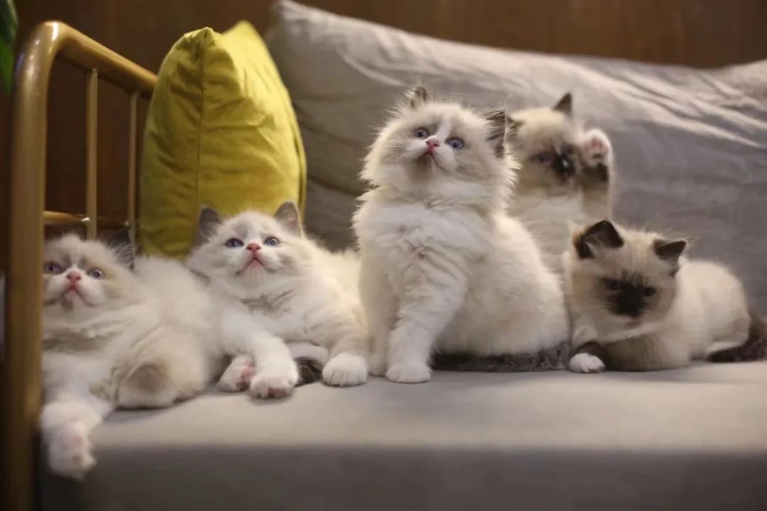 宠物方舱,宠物方舱真相在哪