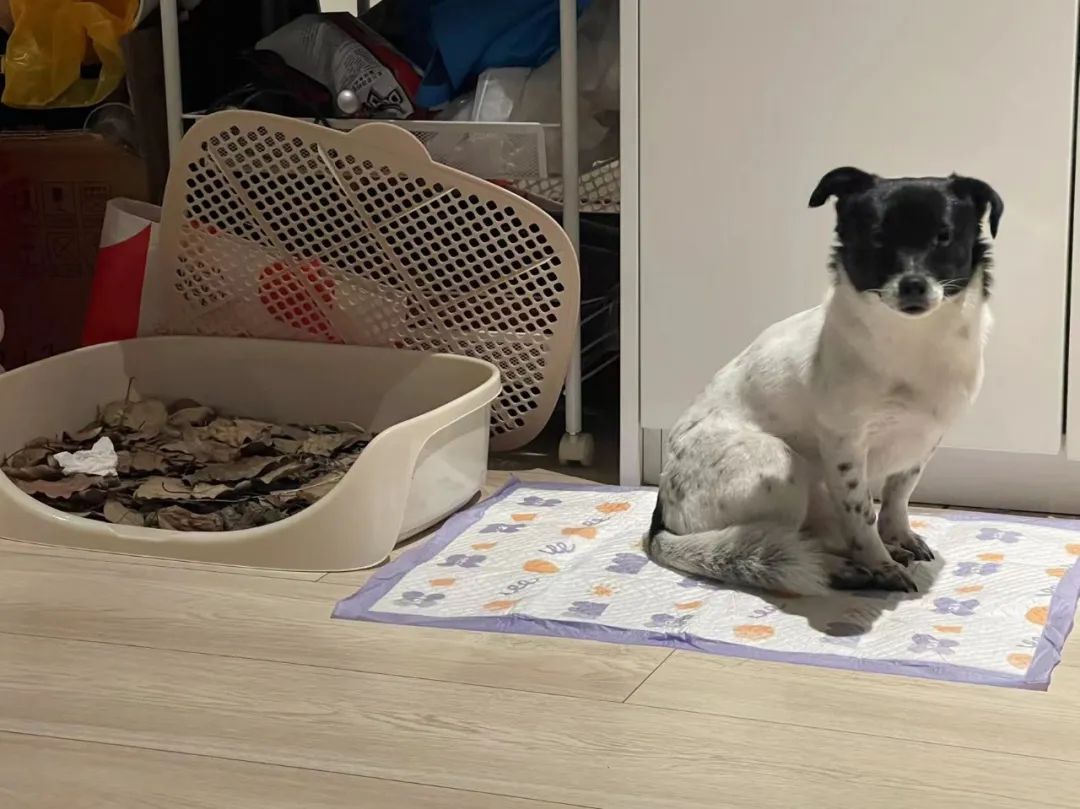 宠物方舱,宠物方舱真相在哪