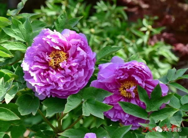 又到牡丹花开时不负光阴不负春