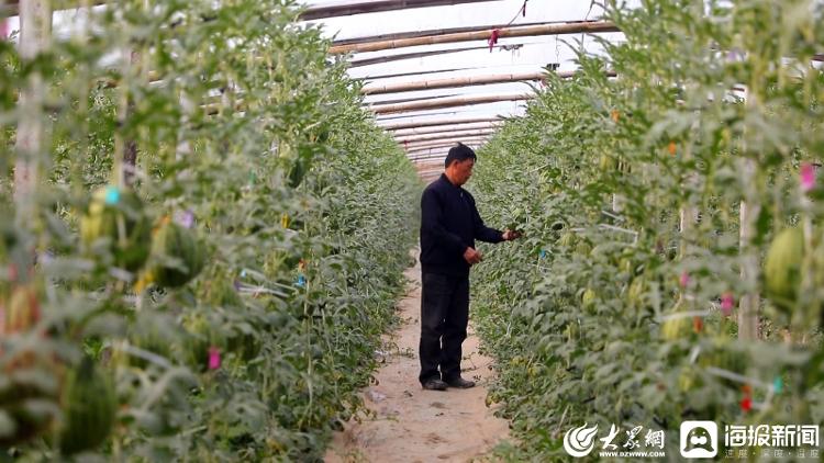 产业园600多亩露天西瓜喜获丰收,18亩地的西瓜