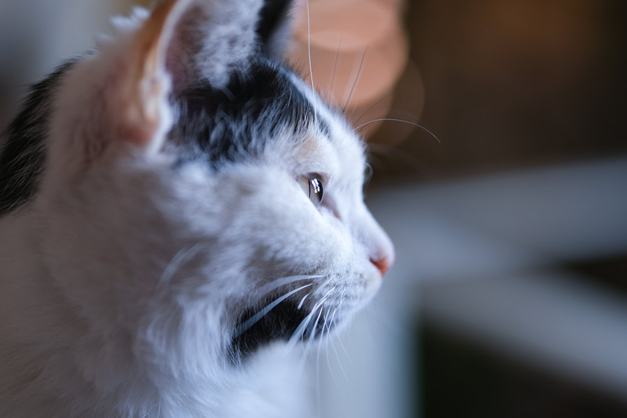 瀵屽＋x鍗″彛150-600,瀵屽＋x鍗″彛23mm鎺ㄨ崘