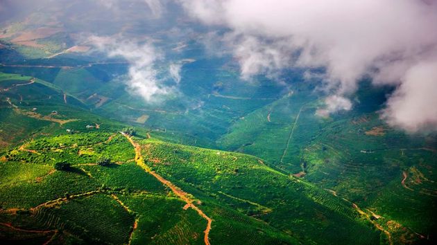隆阳小粒咖啡,隆阳区小粒咖啡打卡