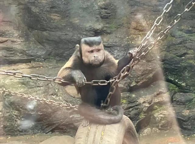 国字脸短发,国字脸女生适合的短发