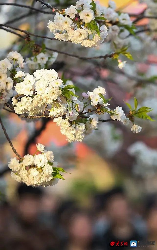 山东工业技师学院校园,山东工业技师学院奎文校区