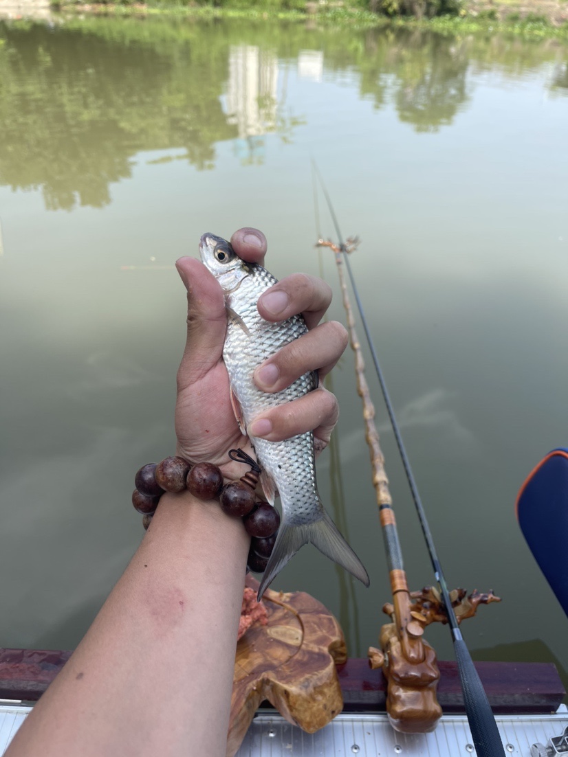 「518」小罗非垂竿自上，清道夫碳烤“美味”眼泪流