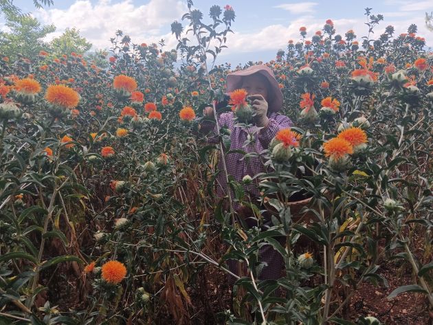 “小红花”开出好“钱”景