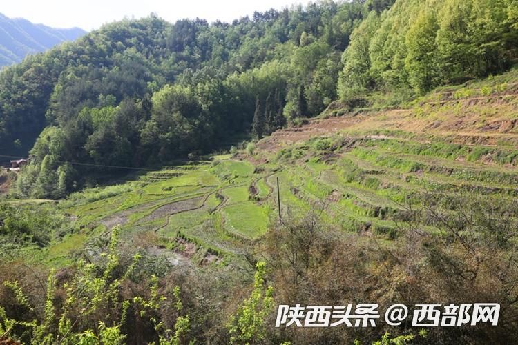 官村贡米,官田村稻谷