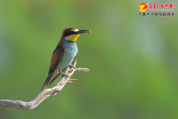 黄喉蜂虎鸟群首现乌鲁木齐,黄喉蜂虎鸟简介