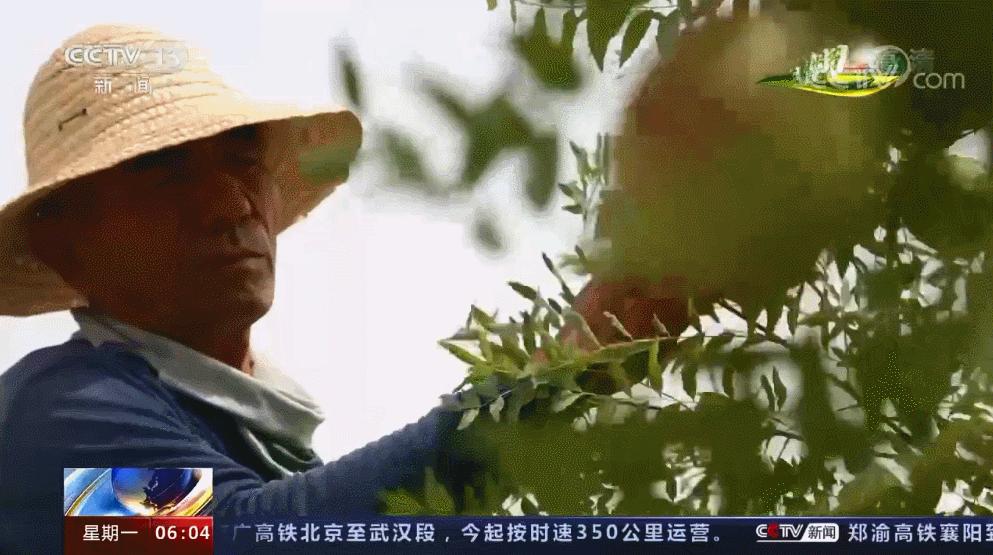 *疆新**沙漠里种出的这种果子，你见过没？