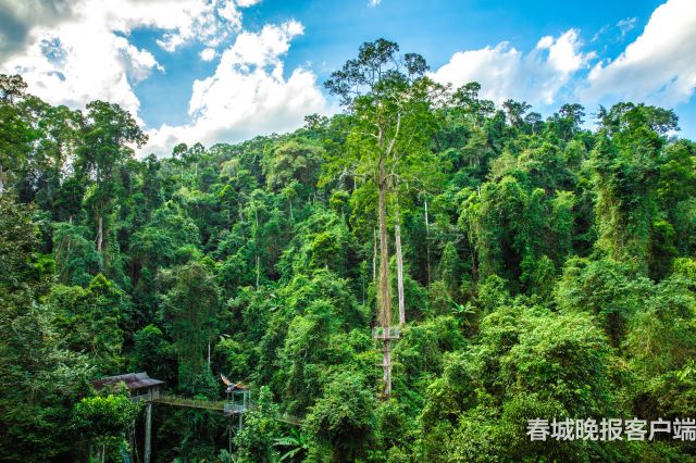 云南的西双版纳是什么样子,云南西双版纳是什么样的地方