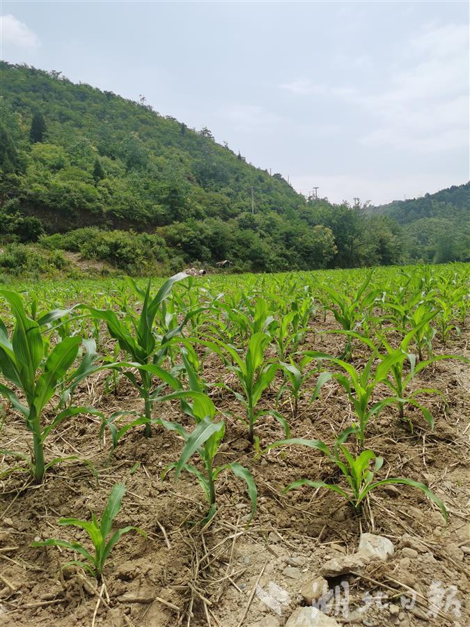 安全与“绿色”并驾齐驱，利用与富民结伴而行——十堰市74座闭（销）库尾矿库绿色转型调查