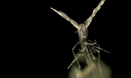 以色列最先进的灭蚊神器,自动诱蚊灭蚊神器