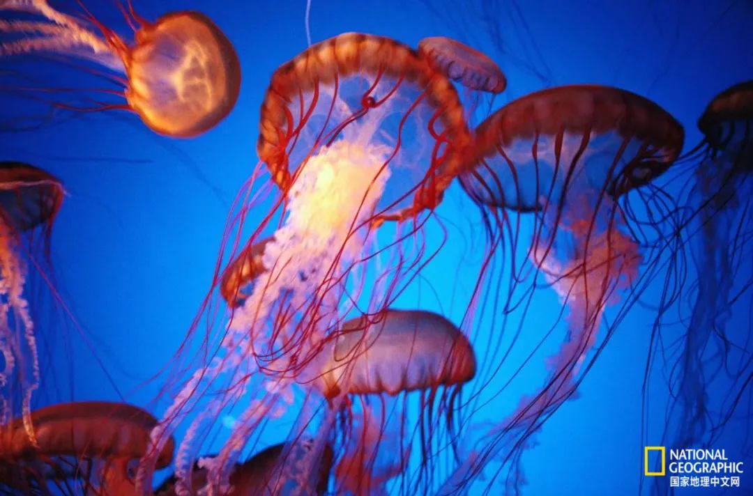 最伟大的作品6张照片,30秒最伟大的作品