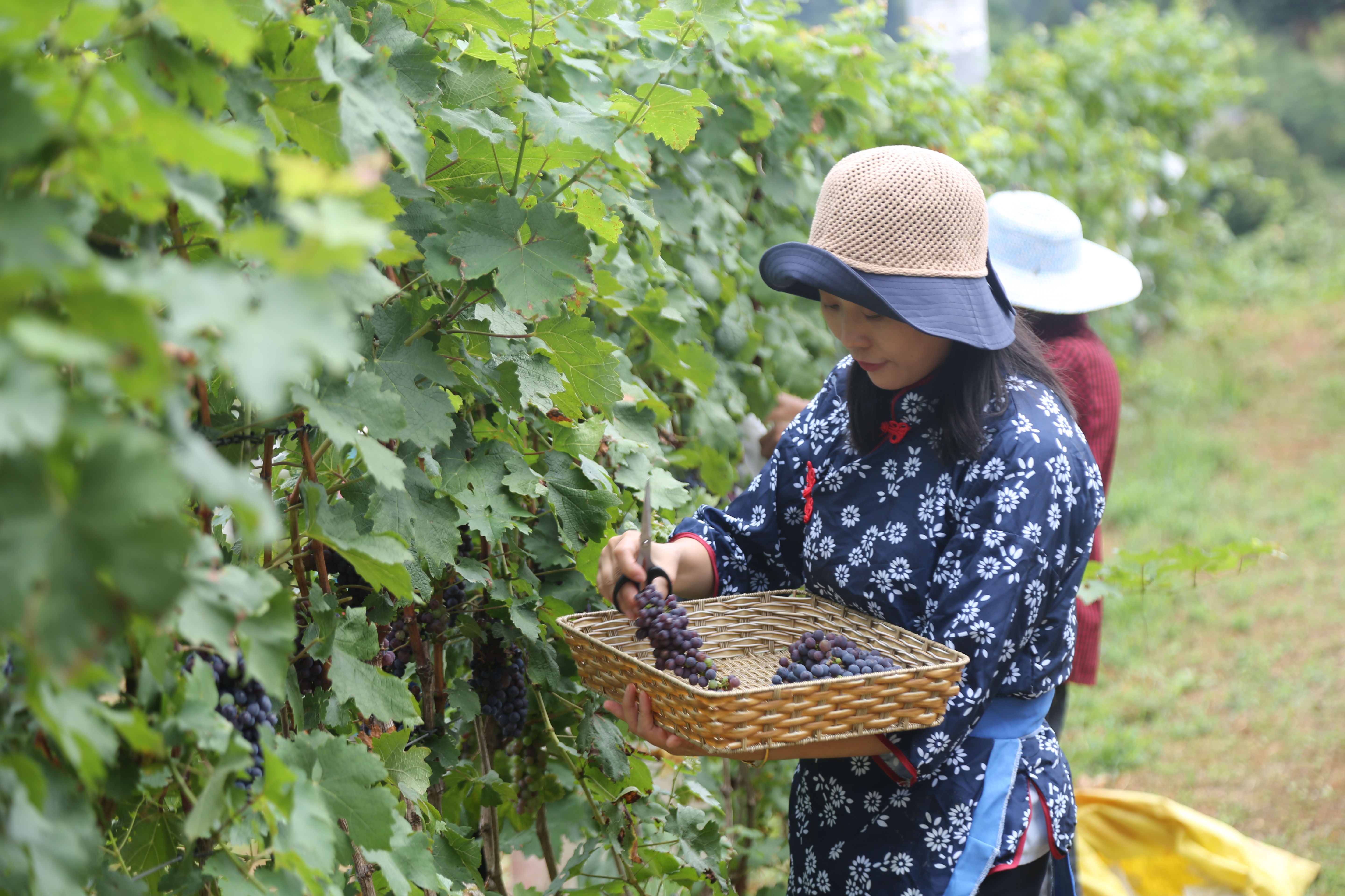 小葡萄撑起脱贫致富大梦想,小葡萄乡村振兴