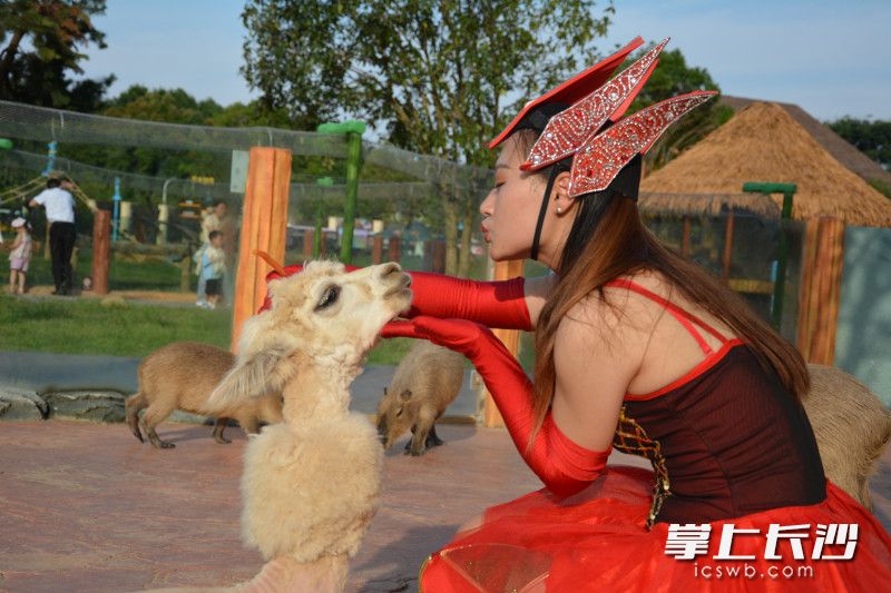 与袋鼠握手，与狮子共餐……长沙又添网红打卡点