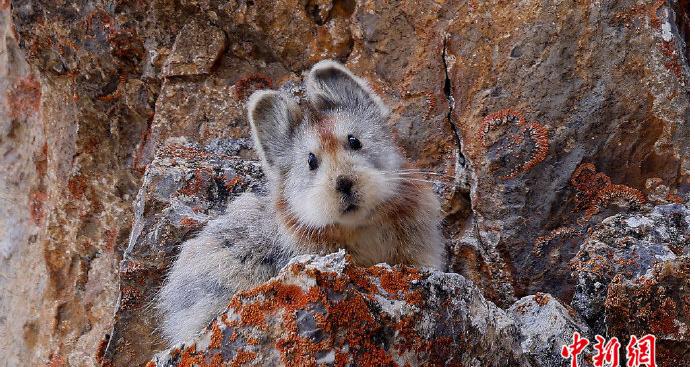 楣挎櫁鍥炲簲鏀瑰悕浜嬩欢,楣挎櫁鍥炲簲鏀瑰悕
