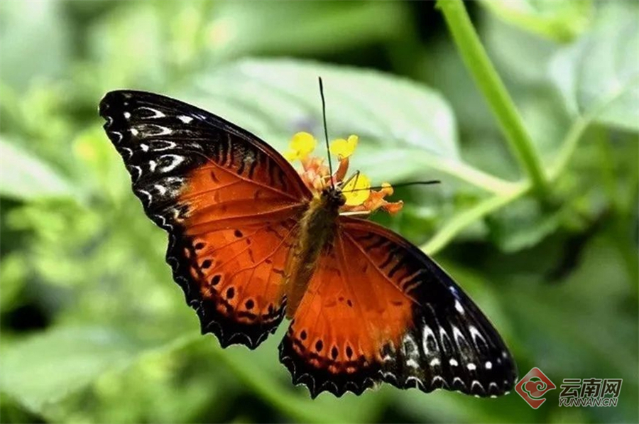 早安云南大理,大理蝴蝶泉景区与五朵金花