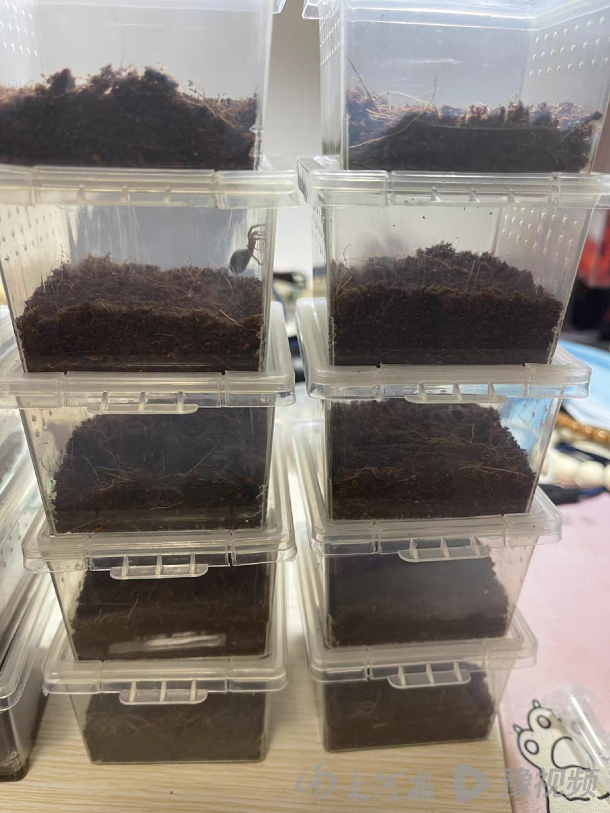 鳄雀鳝的秘密,鳄雀鳝快递视频