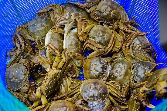 中秋餐桌上的阳澄湖大闸蟹,阳澄湖大闸蟹都是中秋前后吃的