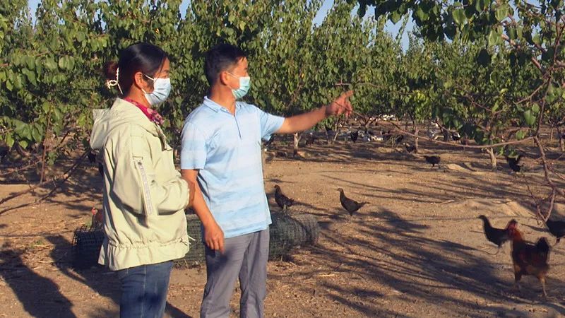 霍城养殖基地,庭院养殖使农民致富