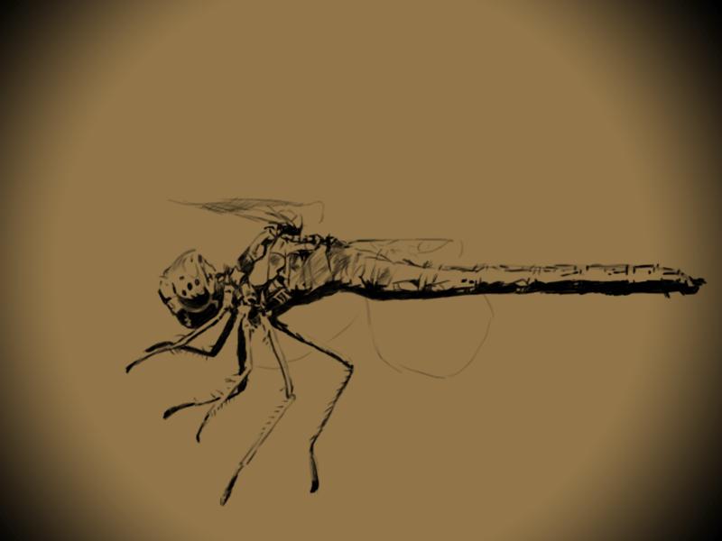 集结出列~来看上海常见的昆虫“战斗机”群