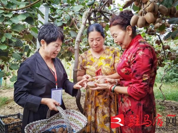 小小猕猴桃托起致富梦,小小猕猴桃