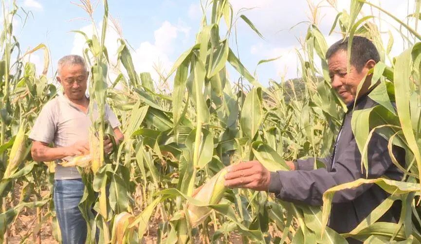 山东金秋玉米喜丰收,海阳市荒地玉米种植