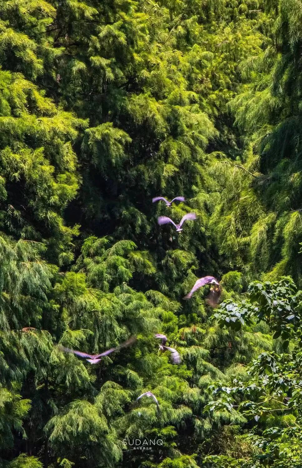 这样美的吴江，从何而来？