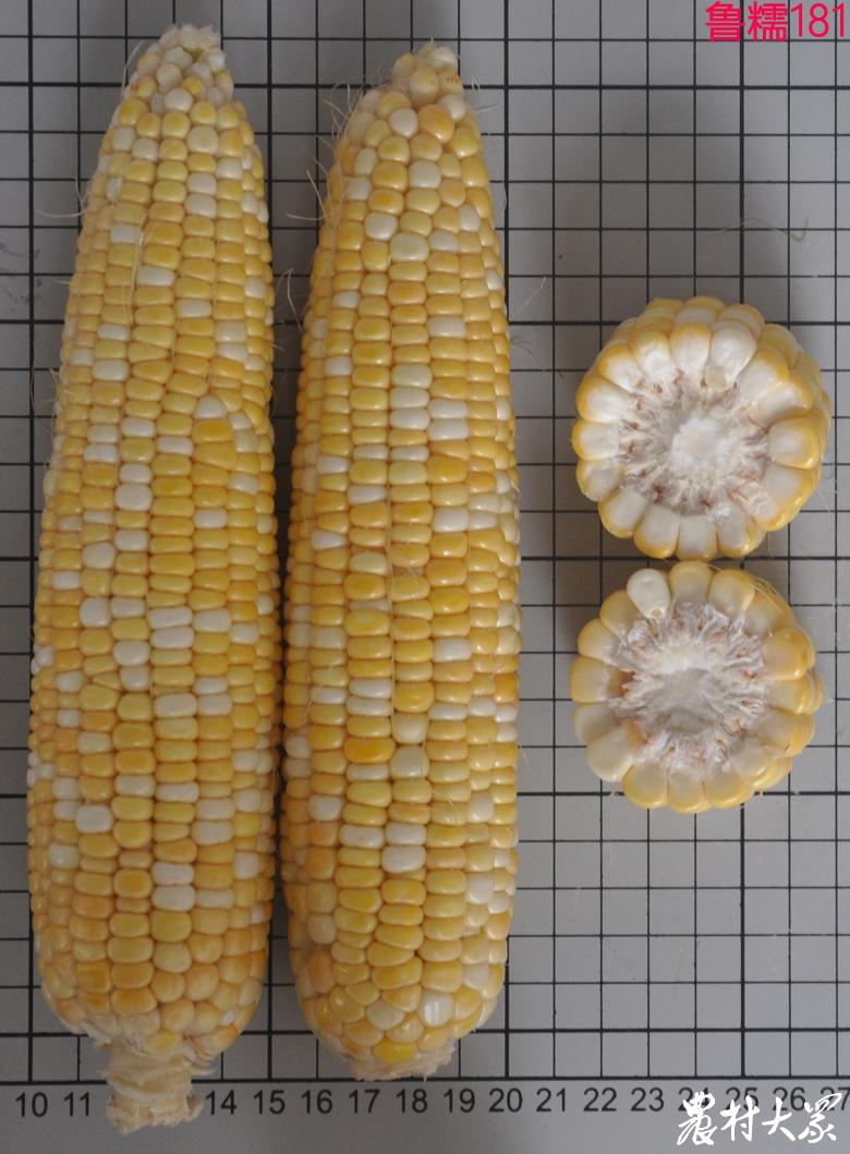 山东省农科院最新鲜食玉米品种,山东鲜食玉米种什么品种好