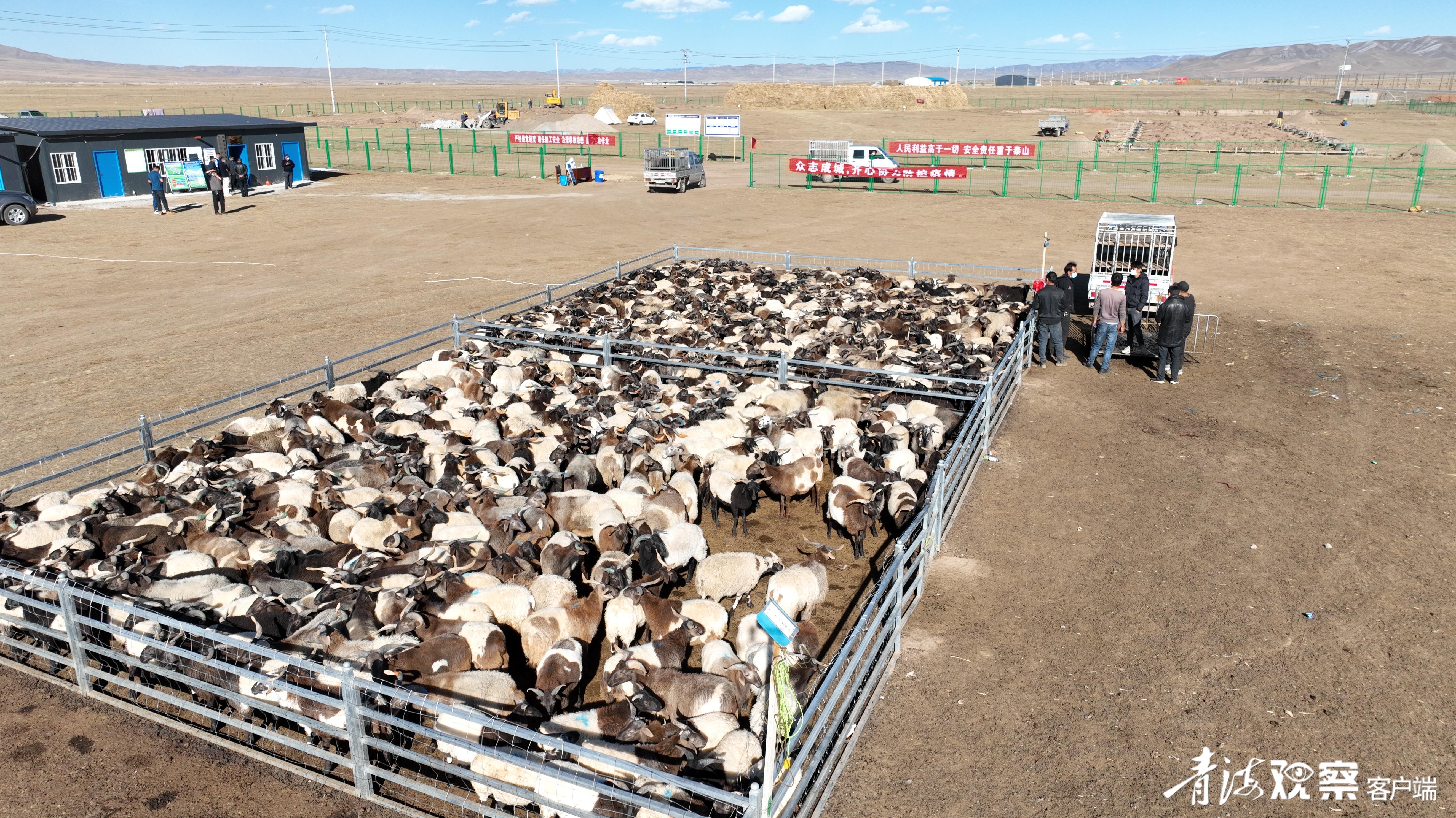 换着“法儿”卖牛羊
