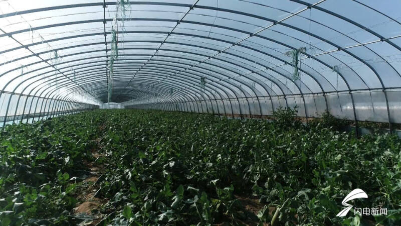 特色种植“品牌化”！宁津：水果飘香产业兴走出“甜蜜”致富路