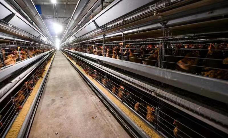 嘉鱼老油铺养殖专业合作社：专注生产绿壳鸡蛋