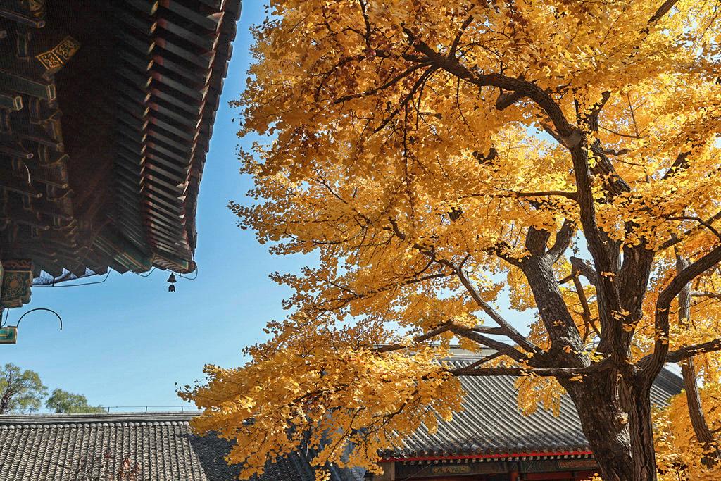 红螺寺秋游攻略,秋游千佛山森林公园