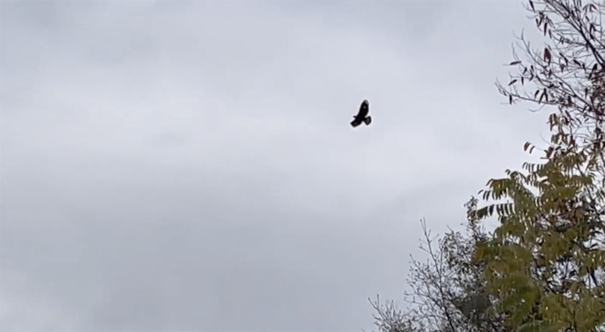 养鸡却被金雕吃了,开养鸡场结果被金雕偷吃