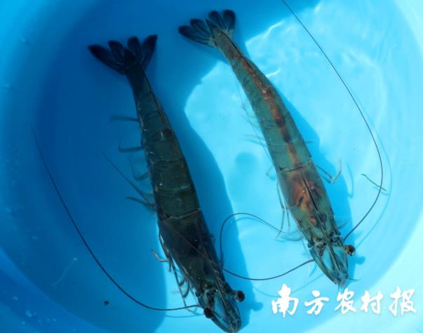 中国对虾养殖新技术研发成果,对虾养殖业必由之路