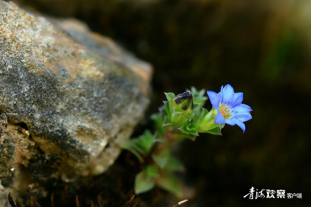 高原上的各种花真是太美了 (高原上的各种美丽花)